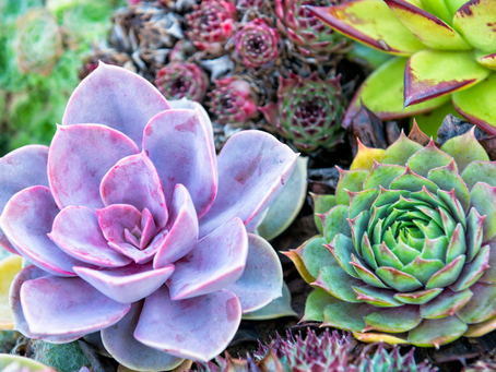 Get water-wise with a succulent garden