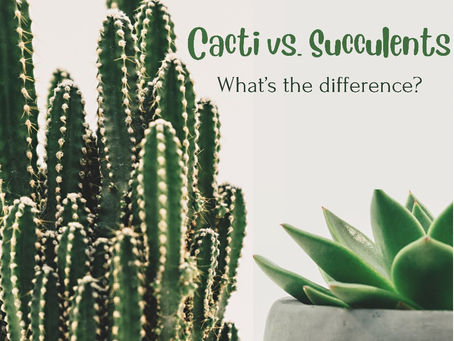 Cacti Vs. Succulents: What’s The Difference?