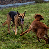 éducateur canin Tarbes