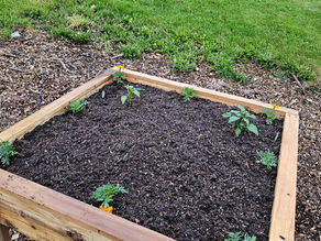 Looking Forward to This Year’s Garden