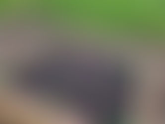 Looking Forward to This Year’s Garden