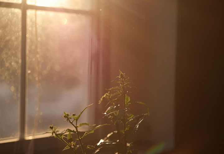 window.png