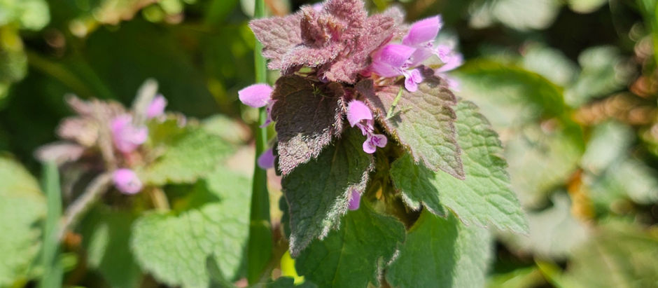 🌿 Beginner’s Foraging: What I’m Learning