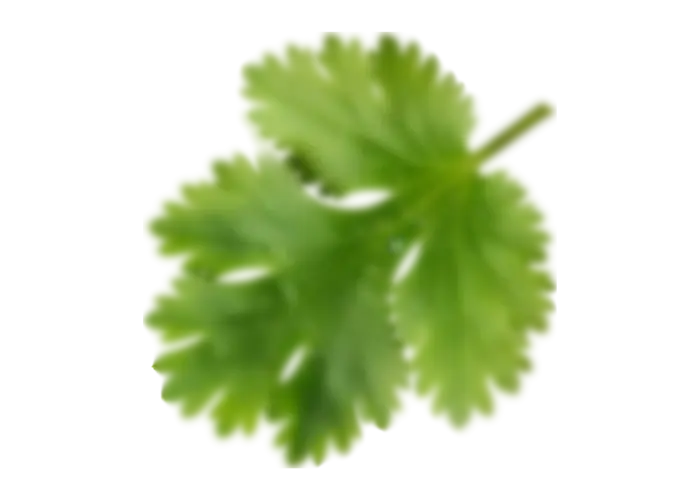Green Cilantro Leaf