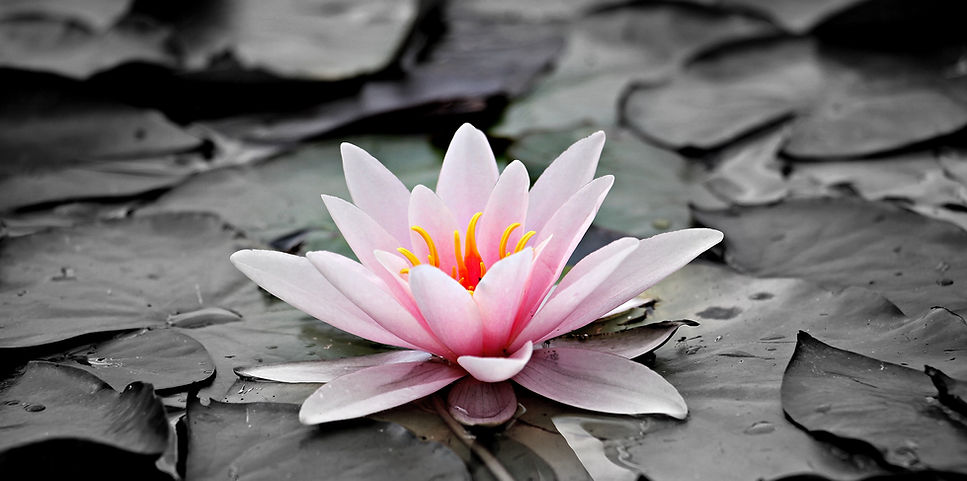 noname_13-water-lily-1510707_edited.jpg