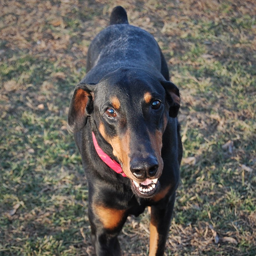 Lakeside Boarding Kennels Pet Boarding in Dixon MO.