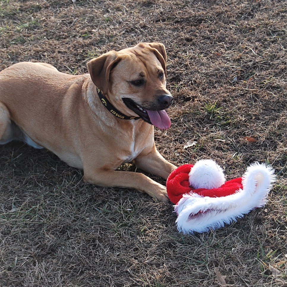 Lakeside Boarding Kennels Pet Boarding in Dixon MO.