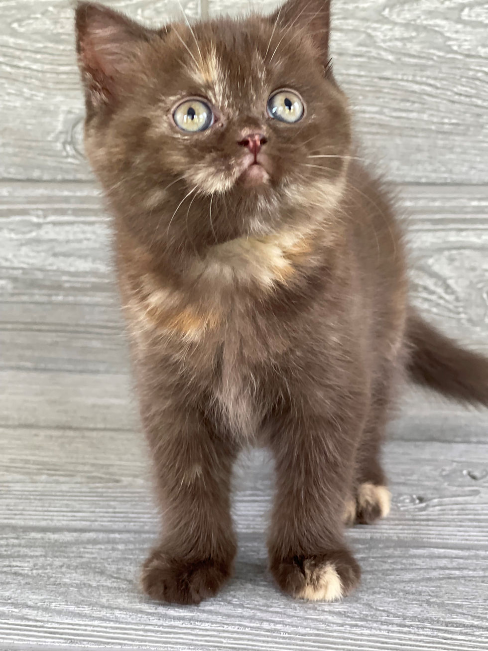 Thumbnail: "Ginger" Scottish Straight girl, Chocolate Tortoiseshell (h627182)