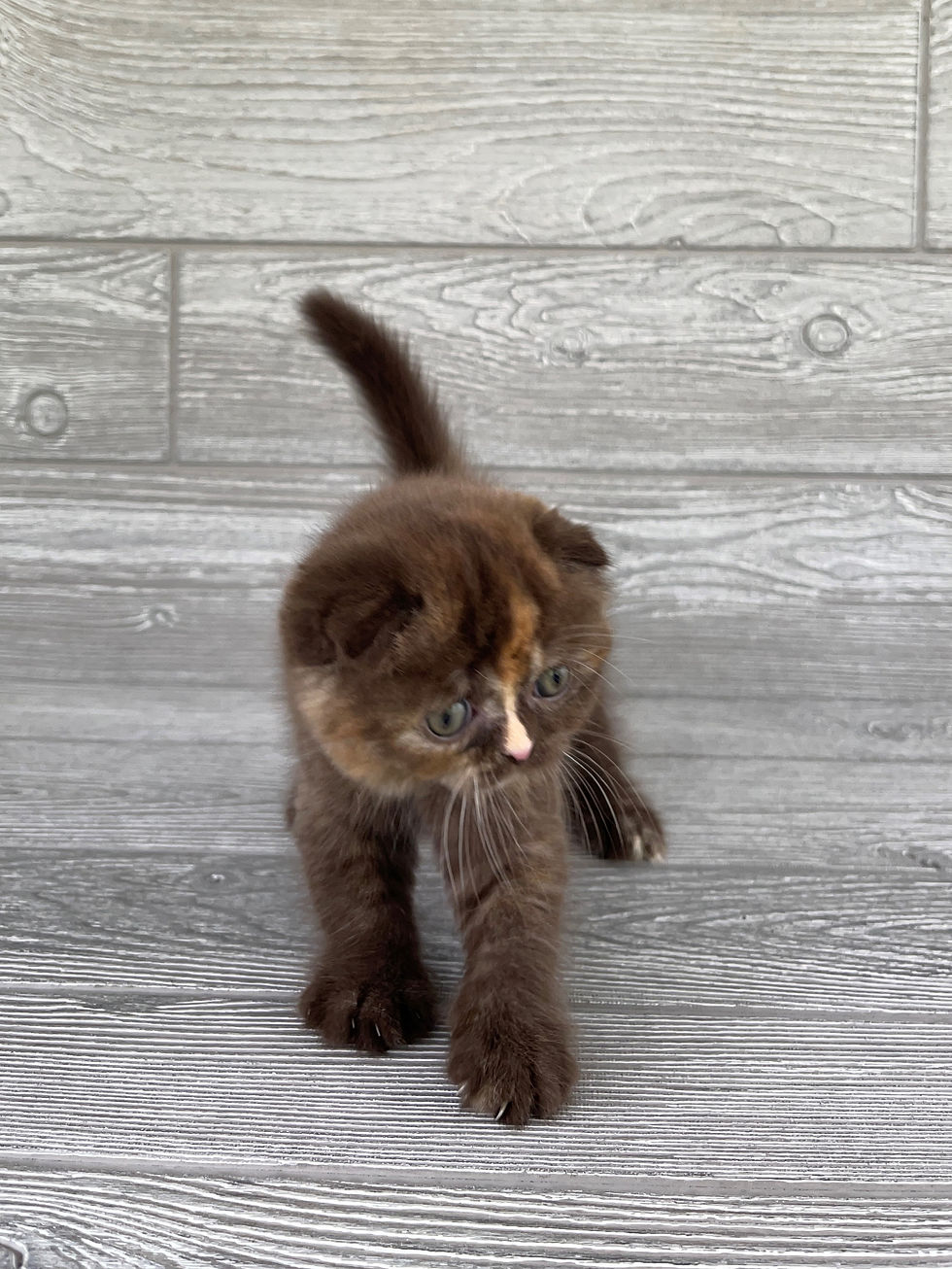 Thumbnail: "Ocya" Scottish Fold girl, Chocolate Tortie (b)