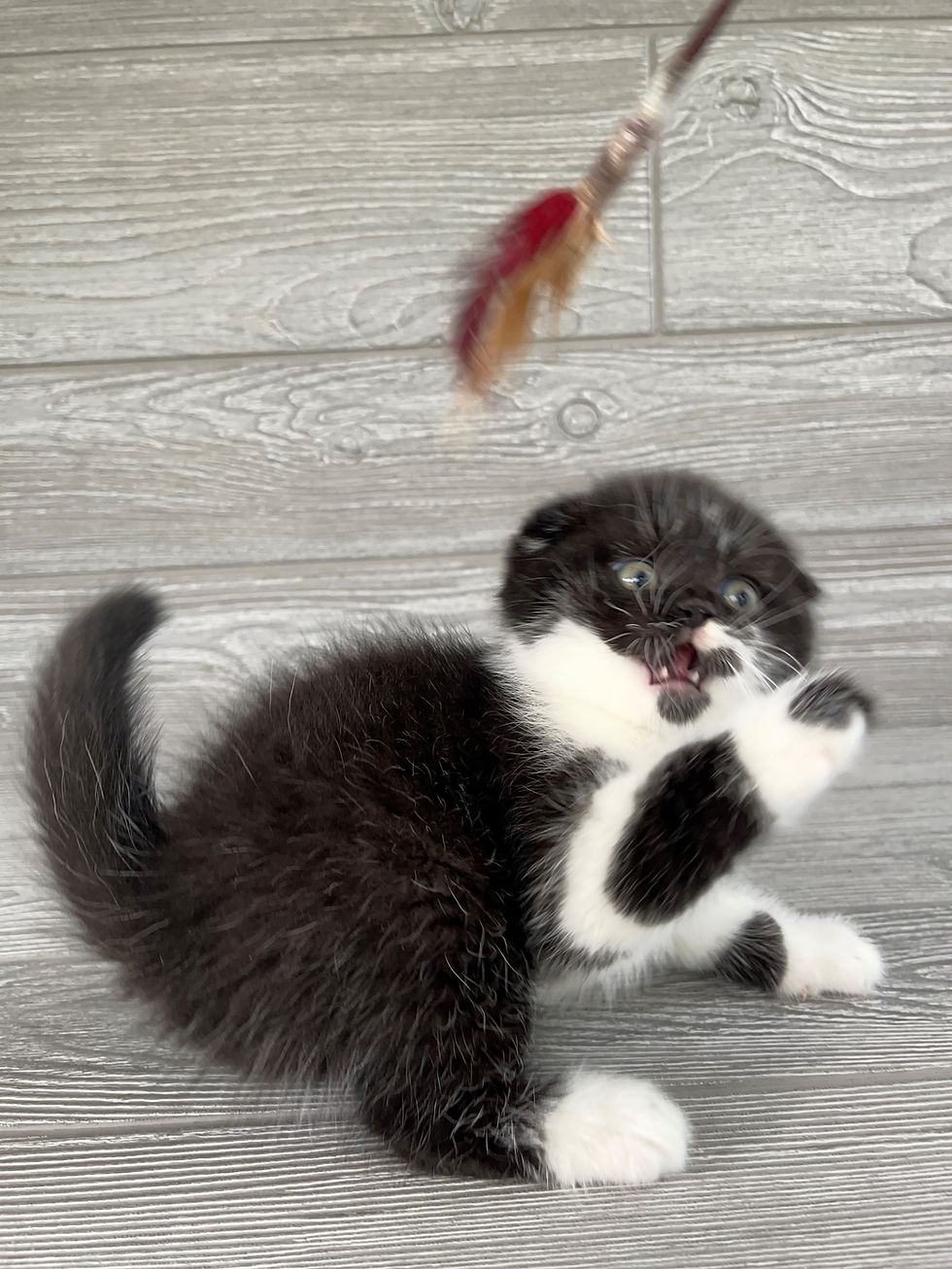 Thumbnail: "Markusha" Scottish Fold boy, Black Bicolored (n03)