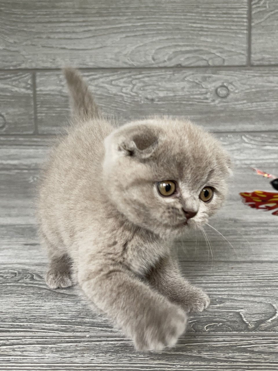 Thumbnail: Aculina Scottish Fold girl, Lilac (c627382)