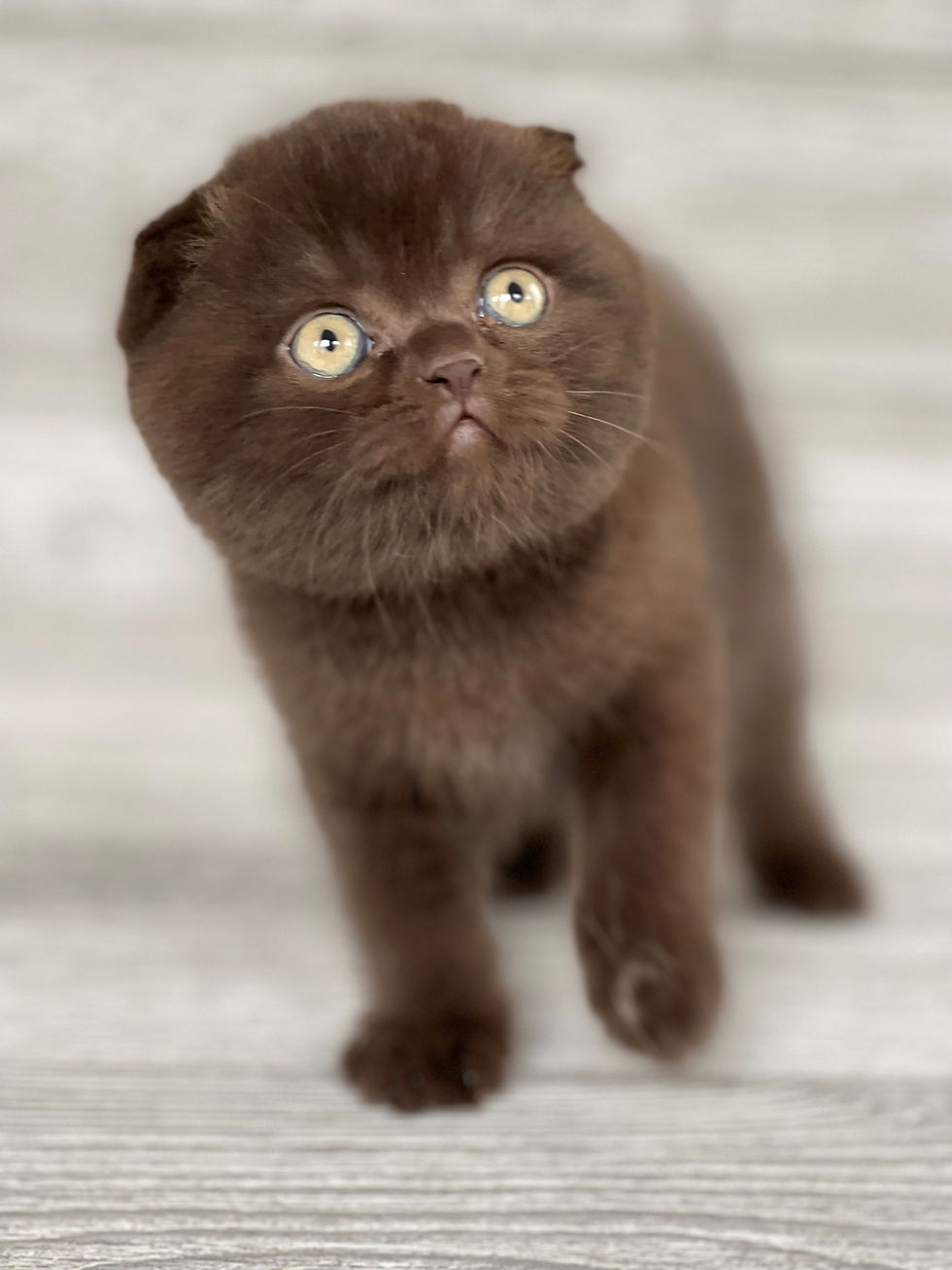 Thumbnail: "Mishka", Scottish Fold boy, Chocolate (b627382)
