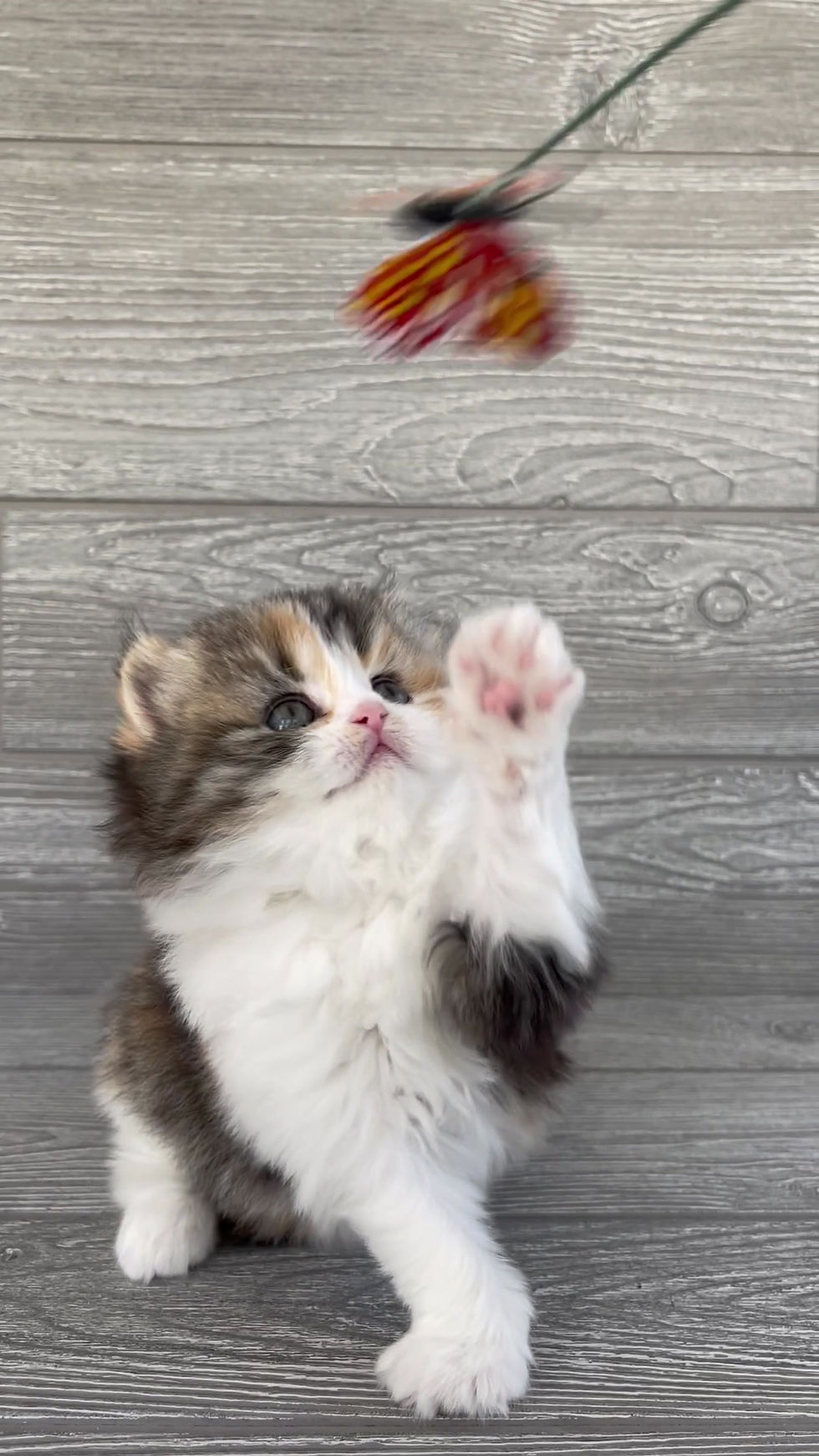 Thumbnail: "Larka" Scottish Straight LH girl, Calico (f03627181)
