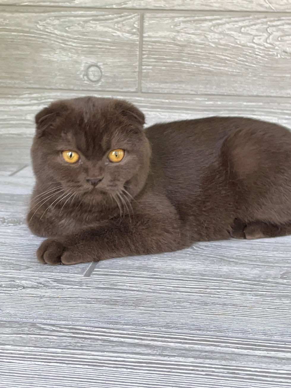 Thumbnail: Scottish Fold girl "Docya", Chocolate (b627382)