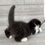 Thumbnail: "Markusha" Scottish Fold boy, Black Bicolored (n03)