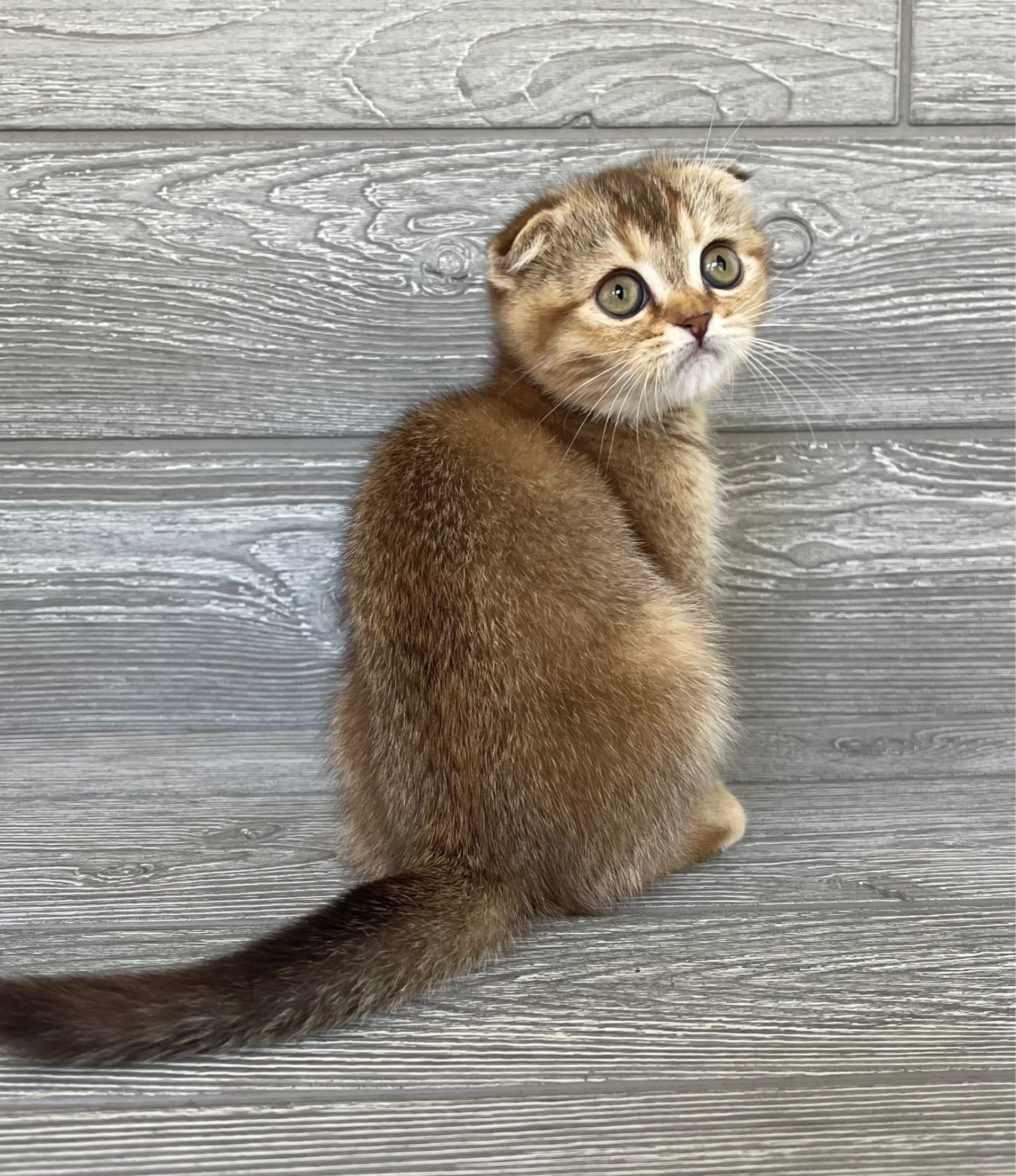 "Gracie" Scottish Fold. Chocolate Ticked Torbie, Girl. (h25627382)