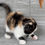 Thumbnail: "Mali" Scottish Fold girl, Black Tortie Bicolored (Calico) (f03627382)