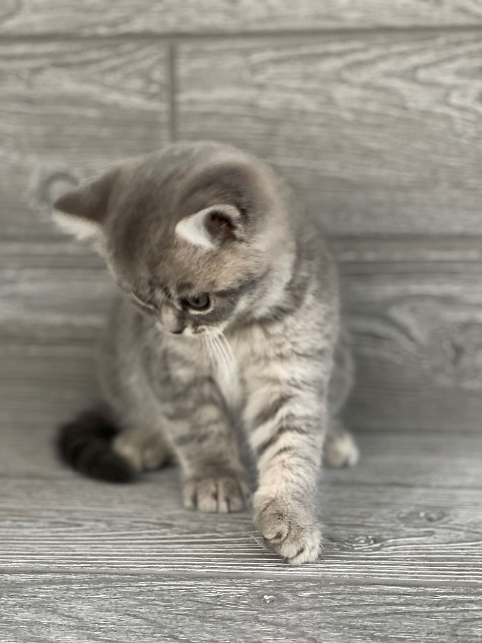 Thumbnail: "Wally" Scottish Straight boy, Blue Ticked Tabby (a25627182)