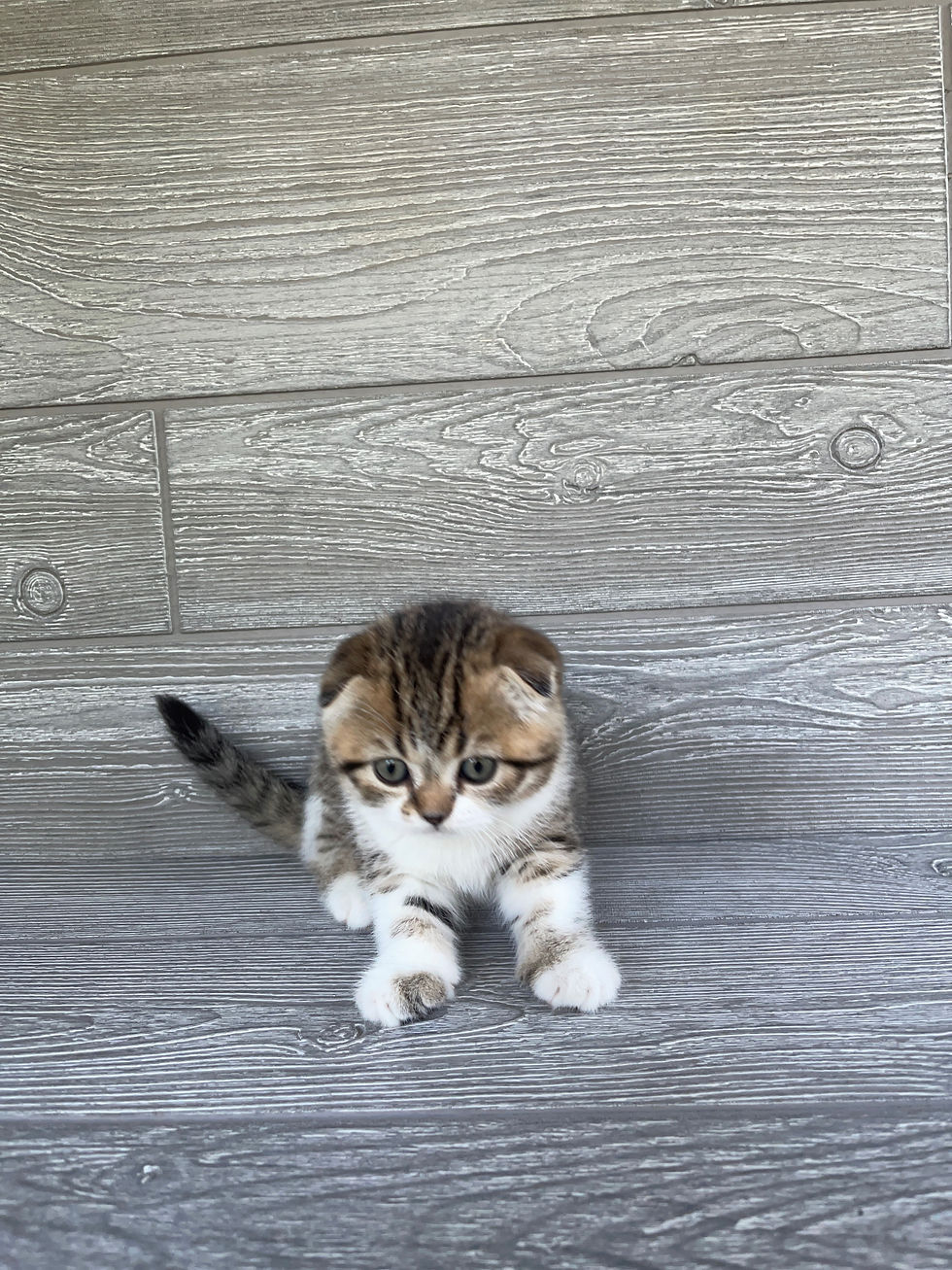 Thumbnail: "Ozzie", Scottish Fold girl, Black Mackerel Bicolored (n2303)