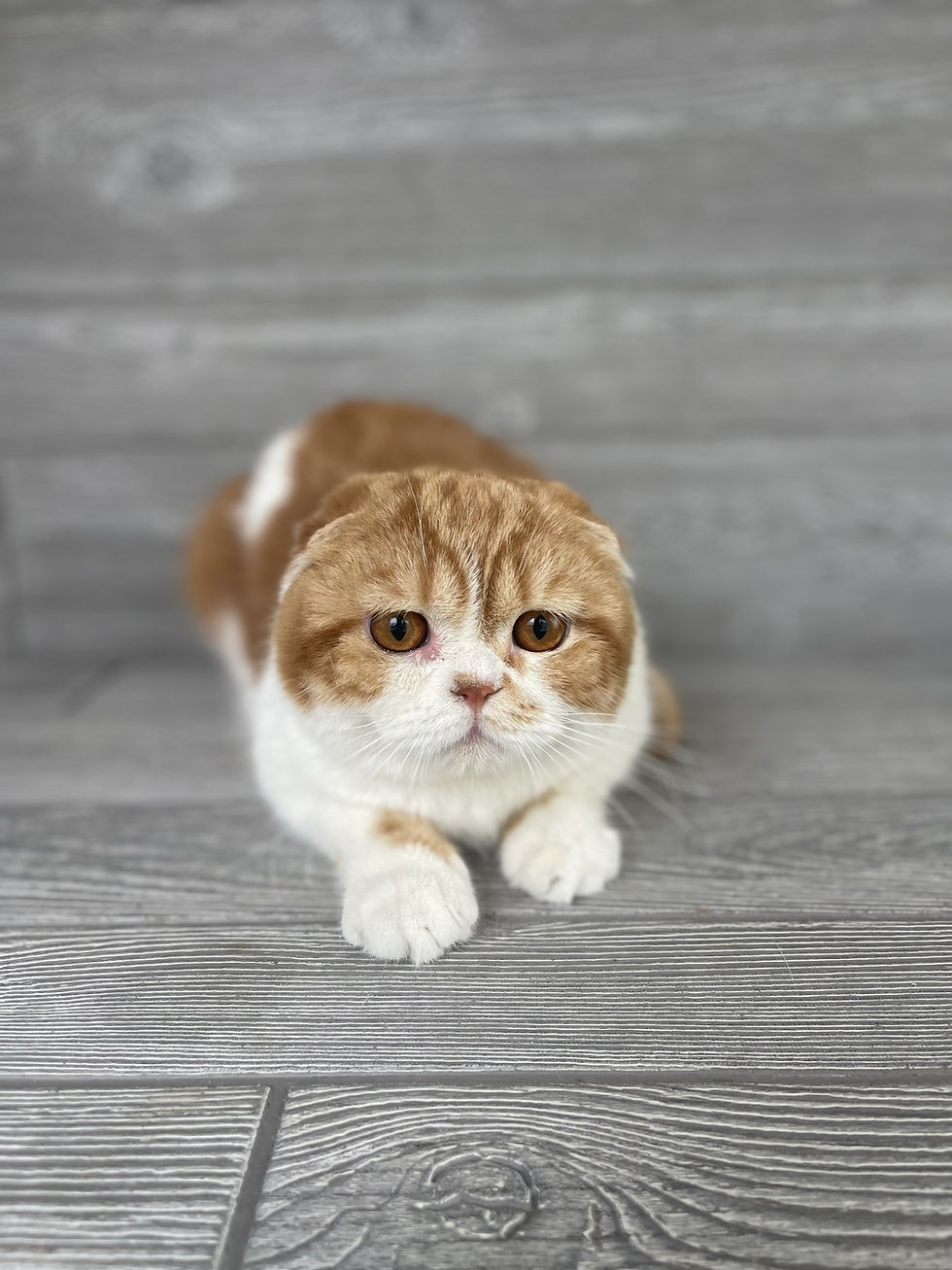 Thumbnail: "Charlie" Scottish Fold boy, Red Classic BiColored (d0322627382) DOB 07/18/25
