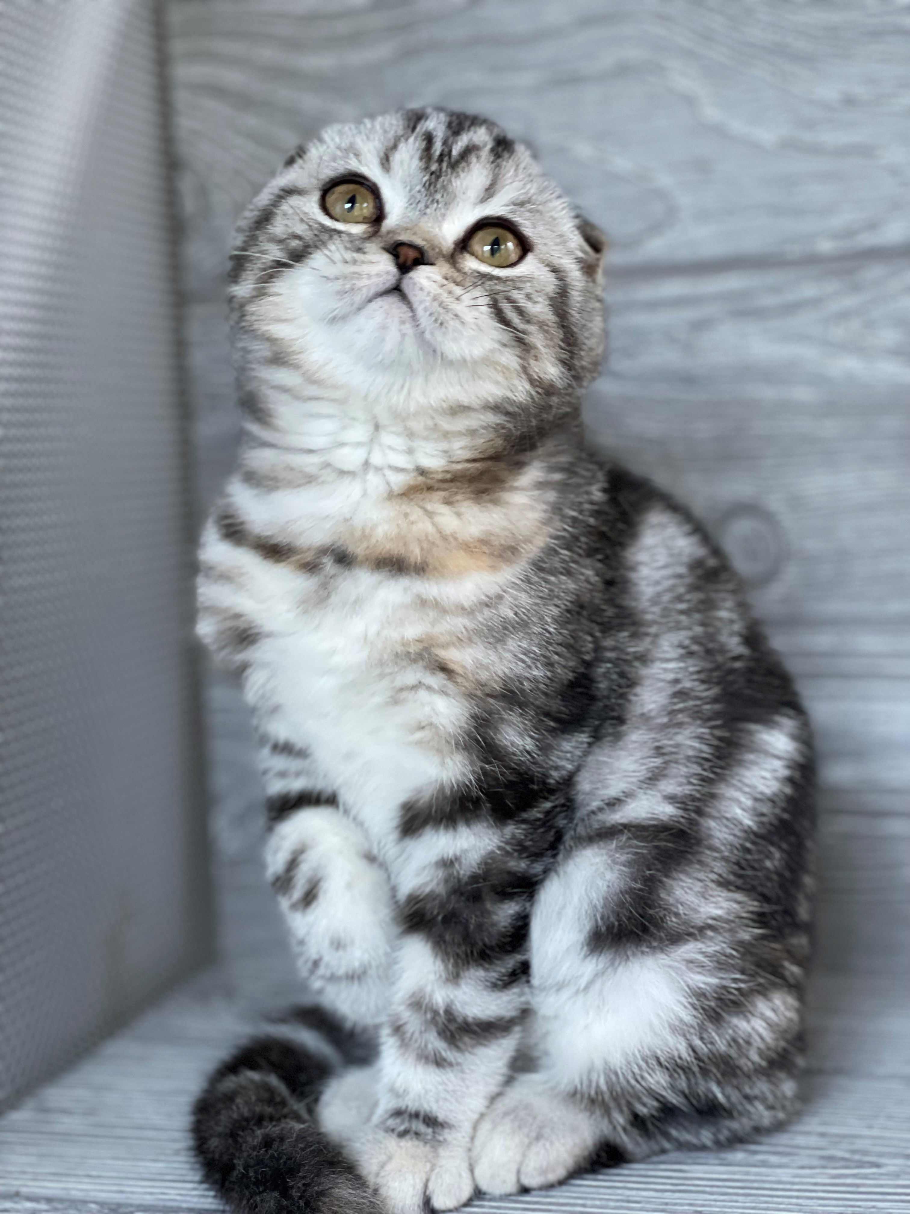 "Laura" Scottish Fold girl, Black Silver Classic Torbie (fs22627382)