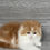 Thumbnail: Scottish Fold Highland girl "Foxy", Classic Red Bicolored (d2203627381)