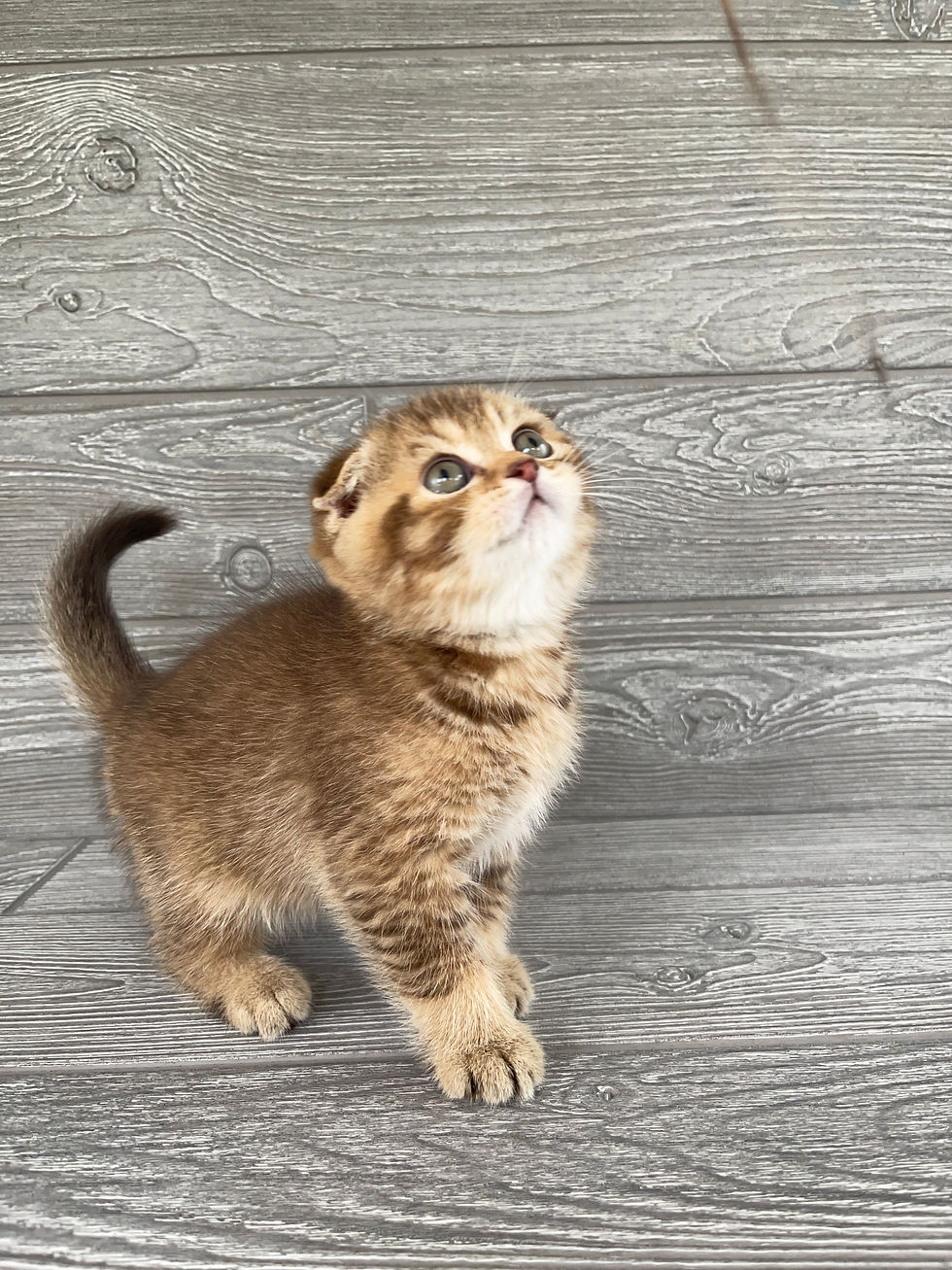 Thumbnail: "Pashka" Scottish Fold boy, Ticked Chocolate Tabby, b25