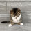 Thumbnail: "Freddy" Scottish Fold boy, Black Spotted Tabby Bicolored, n0324