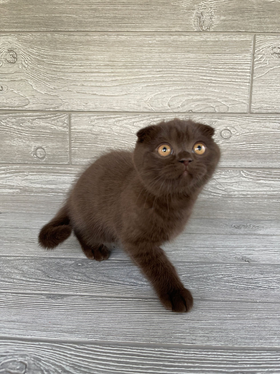 Thumbnail: "Bowie", Scottish Fold boy, Chocolate (b6273)