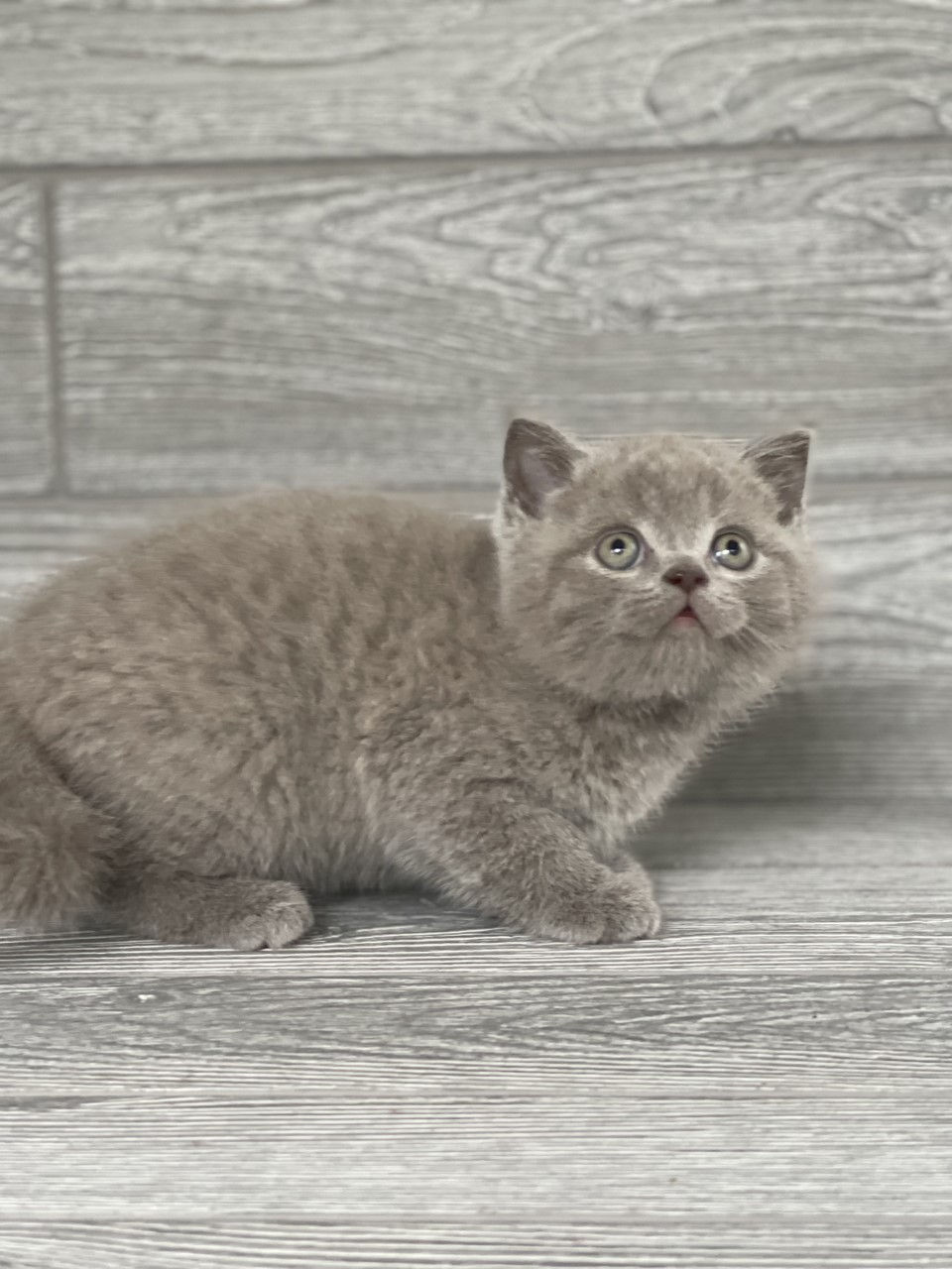 Thumbnail: Stepashka Scottish Straight boy, Lilac (c627182)