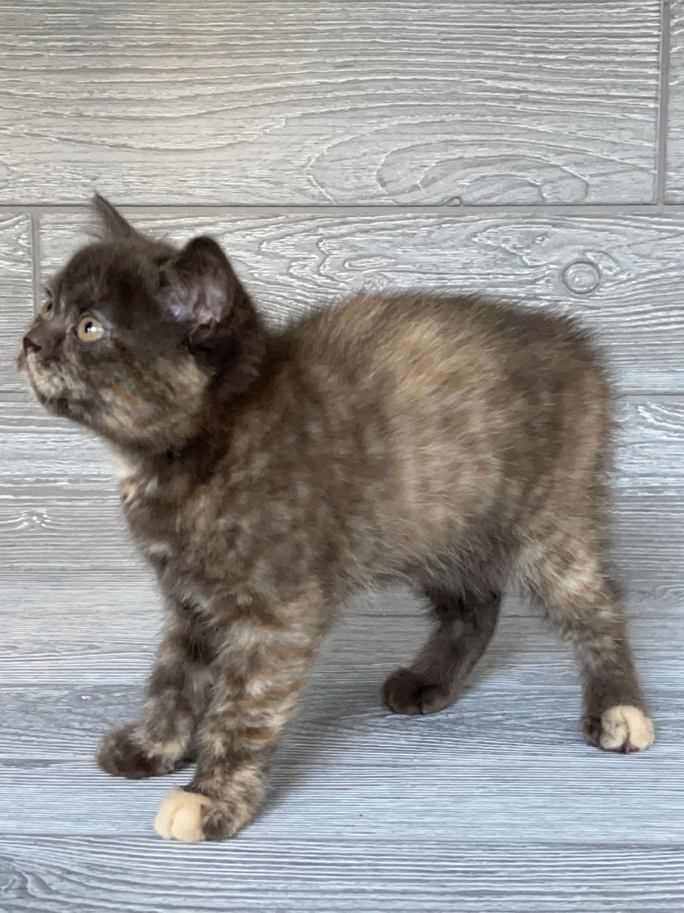 Thumbnail: Scottish Straight girl "Agusha", Chocolate Tortie (h627182)