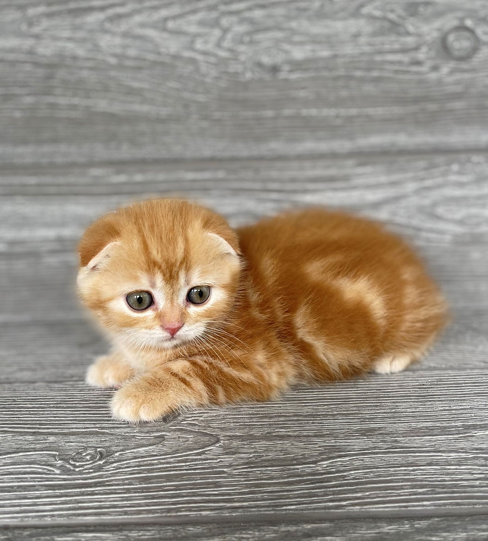 Thumbnail: Margo Scottish Fold girl , Red Classic Tabby (d22627382)