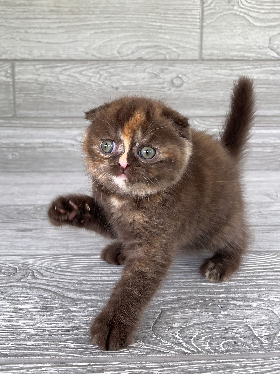 Thumbnail: "Ocya" Scottish Fold girl, Chocolate Tortie (b)