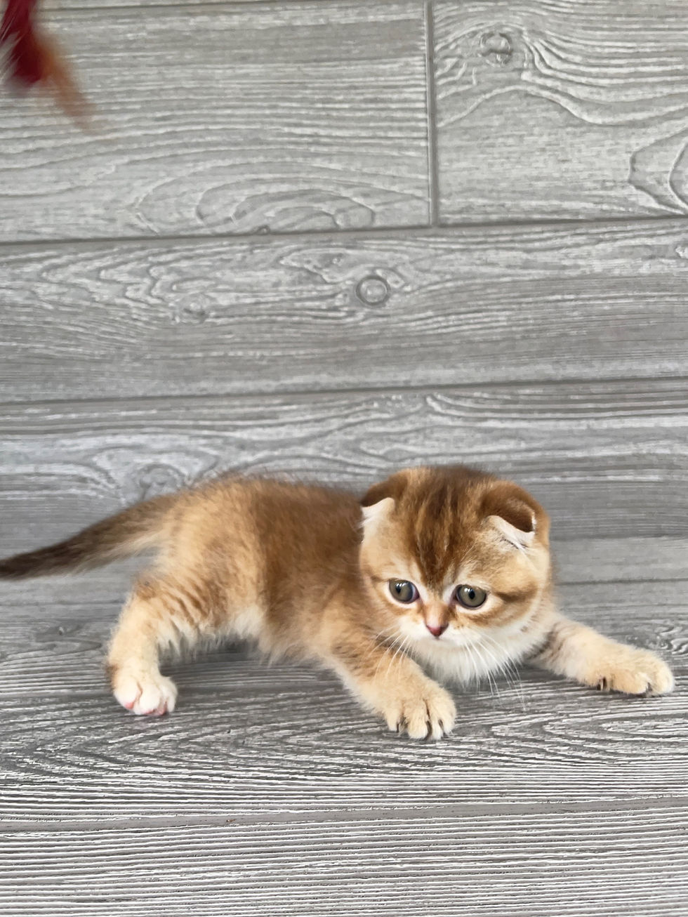 Thumbnail: "Frocya", Scottish Fold girl, Ticked Chocolate Tortie h25