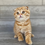 Thumbnail: "Dasha" Scottish Fold. Ticked Red Spotted Tabby, Girl. (D2425627382)
