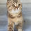 Thumbnail: "Tishka" Scottish Fold boy, Ticked Chocolate Tabby (b25627382)