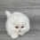 Thumbnail: "Pooshok" Longhaired Scottish Fold boy, White (w627381)