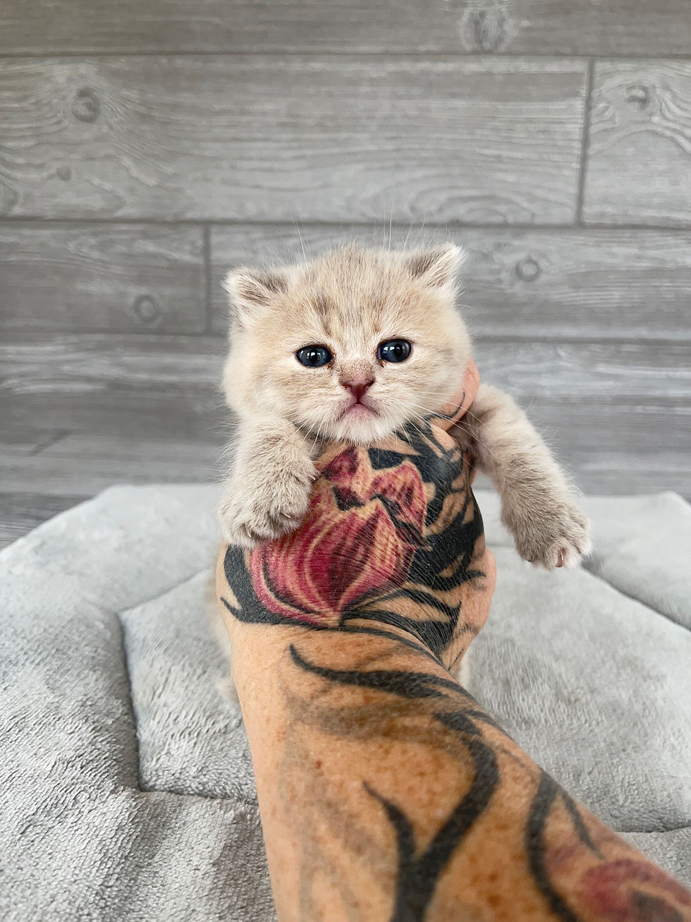 Thumbnail: "Sierra", Scottish Straight girl, Lilac Tortie (j62)
