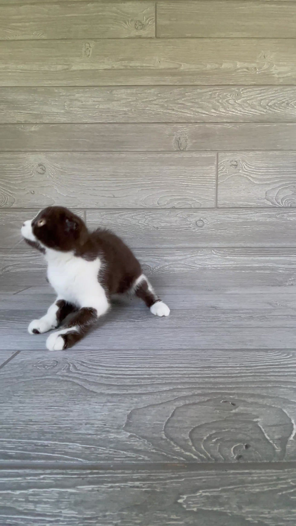 Thumbnail: "Vivi" Scottish Fold girl, Chocolate Bicolored (b03627382)