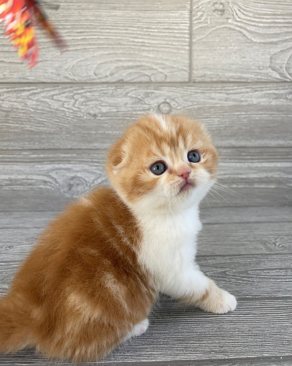 Thumbnail: "Nova" Scottish Fold girl, Red Classic Bicolored (d22627382)