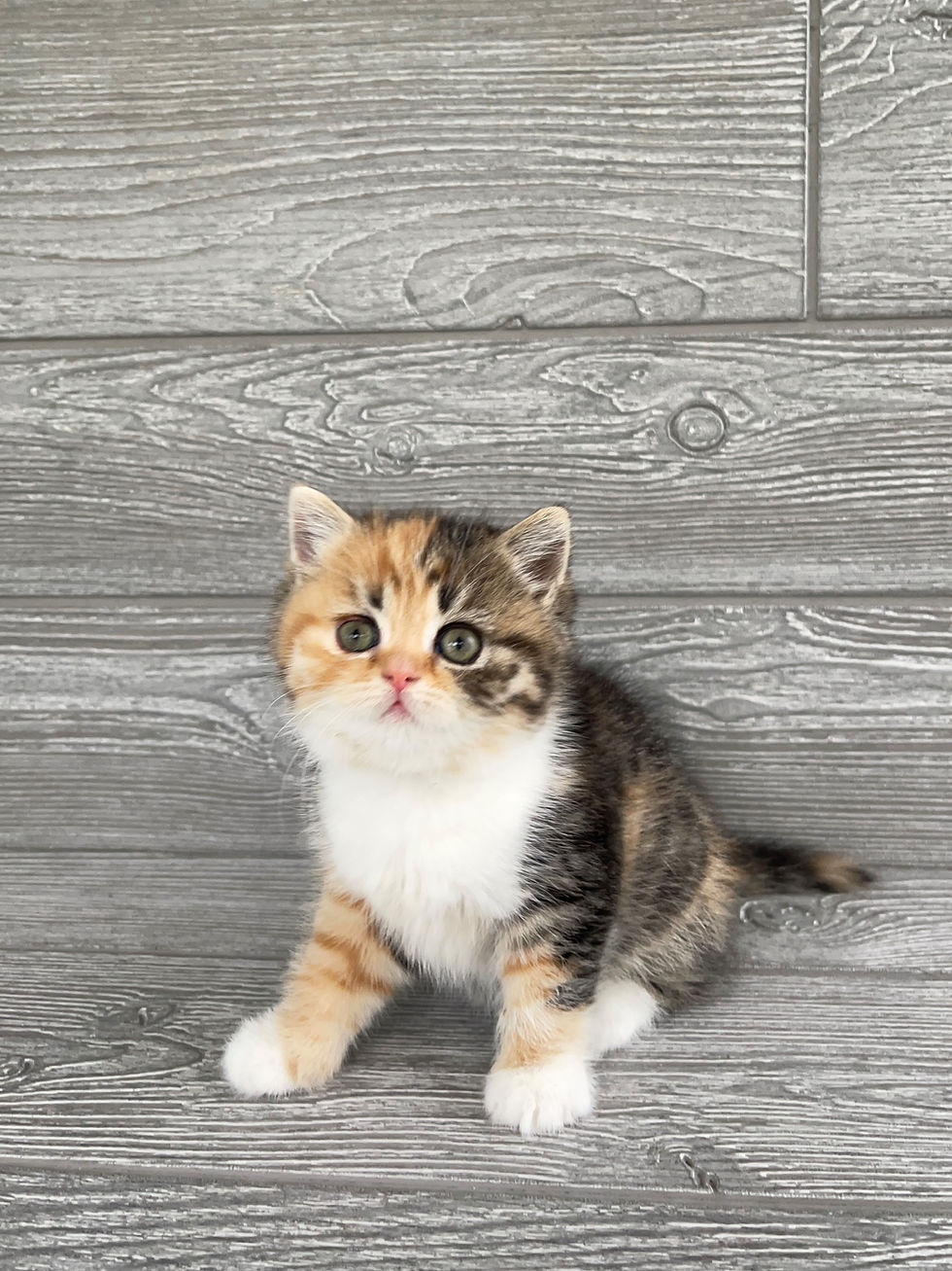 Thumbnail: "Anita", Scottish Straight girl, Spotted Tabby Black Tortie (f24)