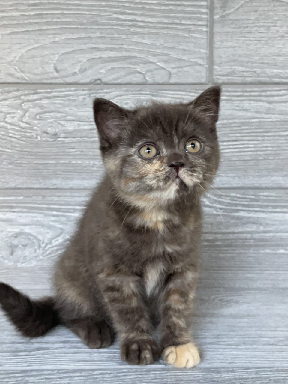 Thumbnail: Scottish Straight girl "Agusha", Chocolate Tortie (h627182)