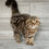Thumbnail: "Dannya" Scottish Fold girl; Chocolate/Amber Classic Tabby (bt22627382)