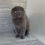Thumbnail: "Bobby" Scottish Fold boy, Blue (a627382), DOB 07/28/25