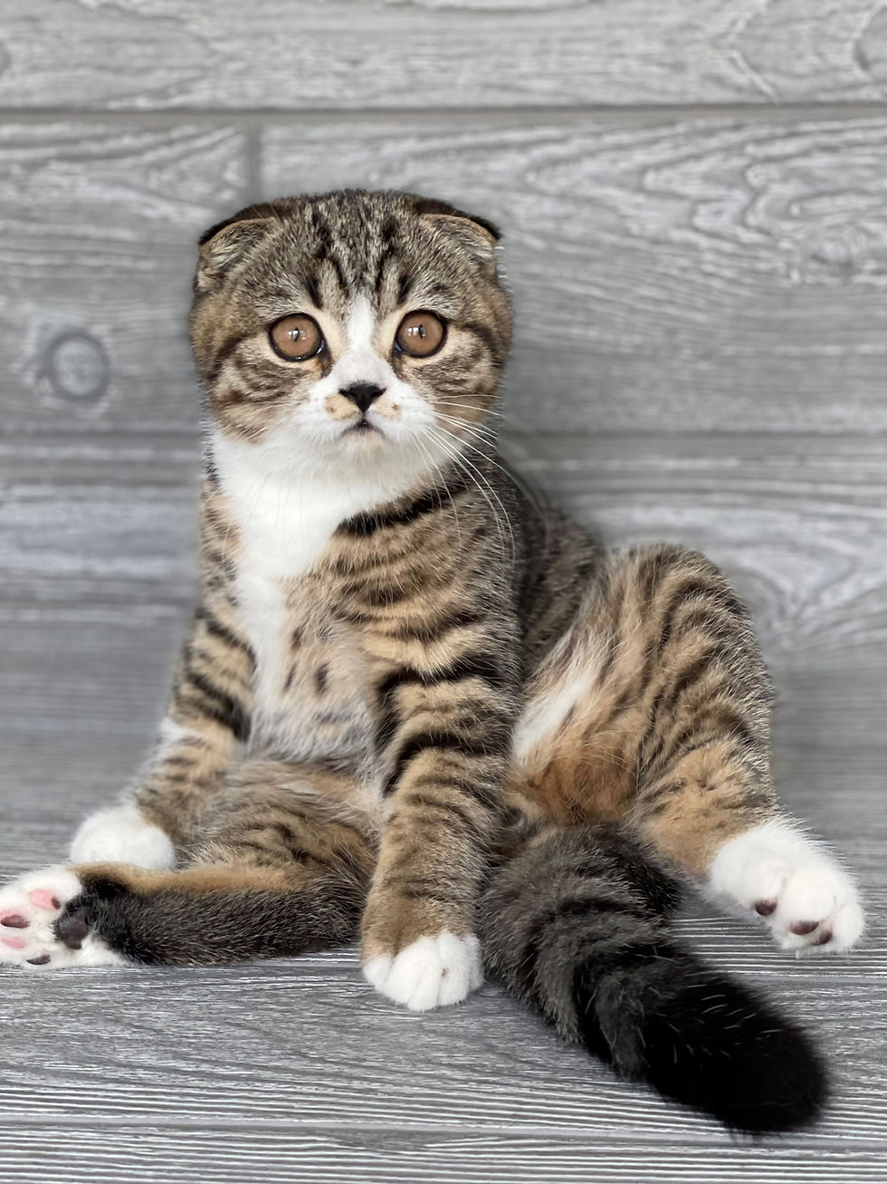 Thumbnail: "Vasya" Scottish Fold boy, Brown (Black) Mackerel Tabby/White (nt2303627382)
