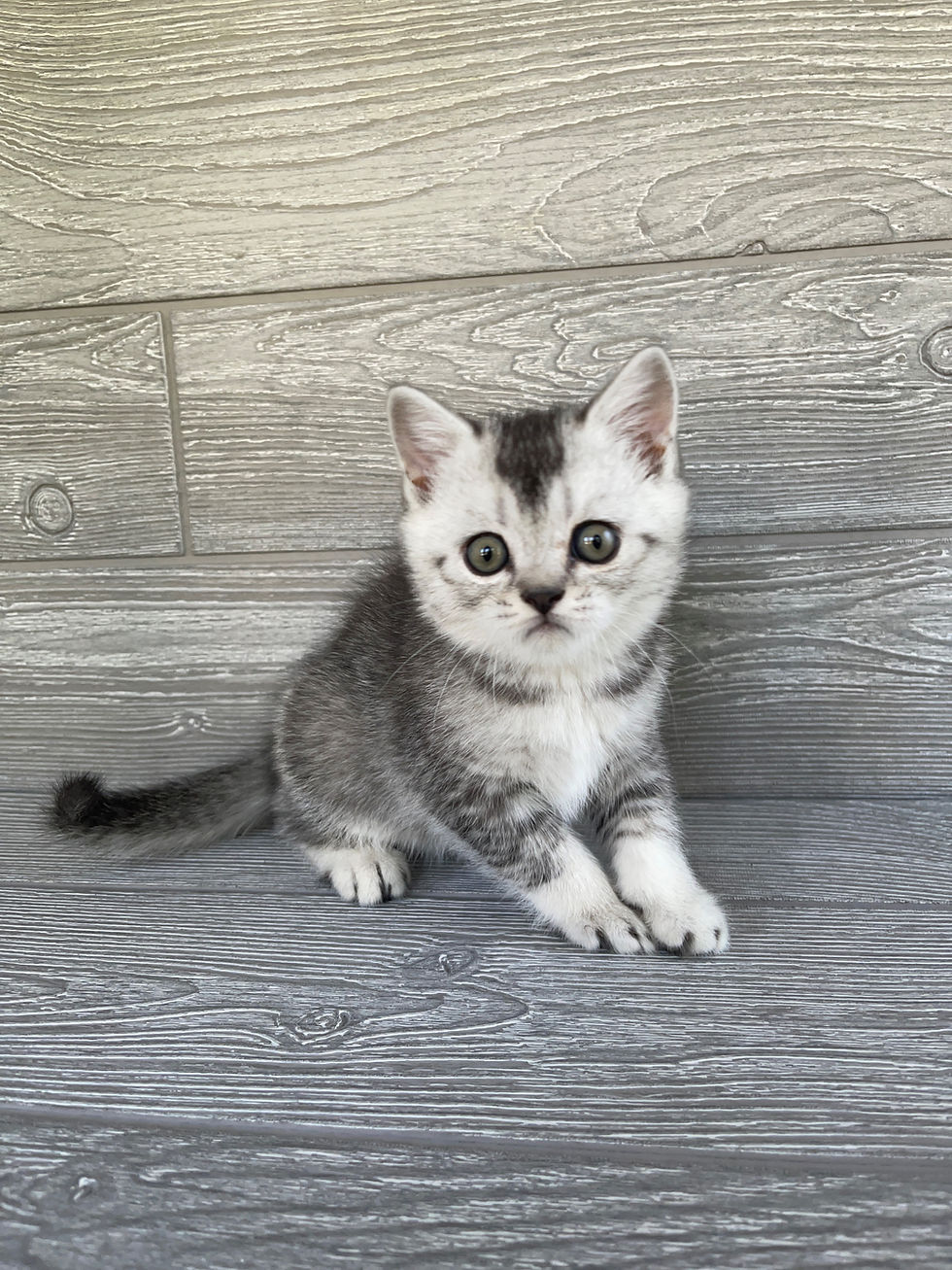 Thumbnail: "Wolfy", Scottish Straight boy, Silver Tabby (s25)