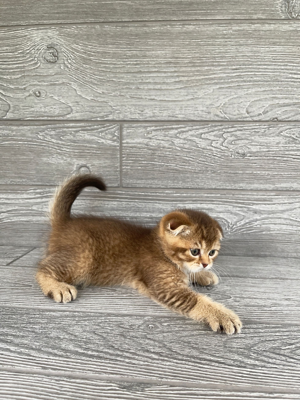 Thumbnail: "Pashka" Scottish Fold boy, Ticked Chocolate Tabby, b25