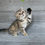 Thumbnail: "Chia", Scottish Straight girl, Black Tortie Spotted Tabby (f2462)