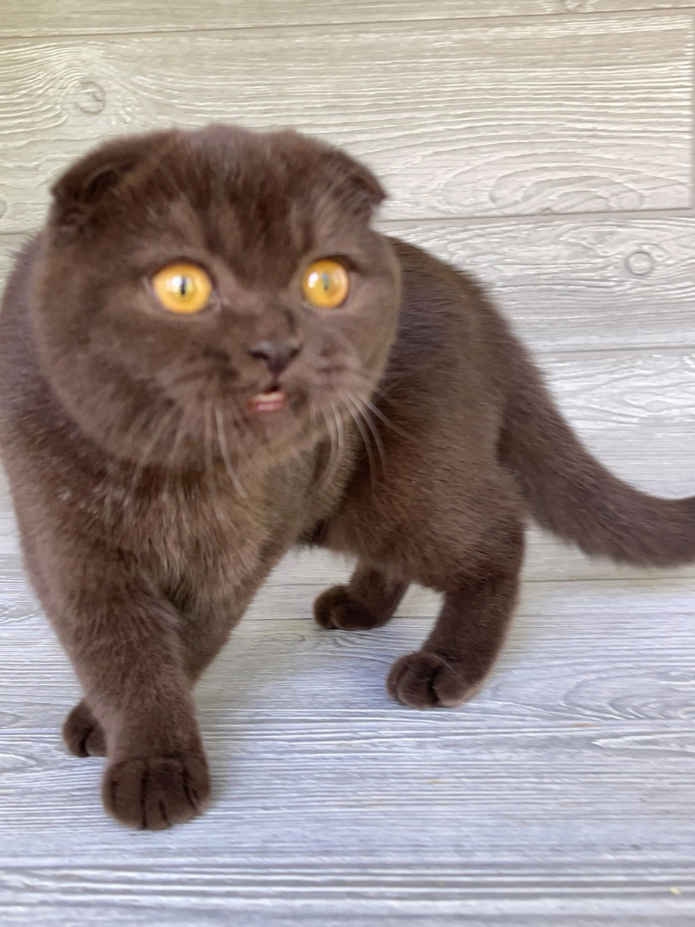 Thumbnail: Scottish Fold girl "Docya", Chocolate (b627382)