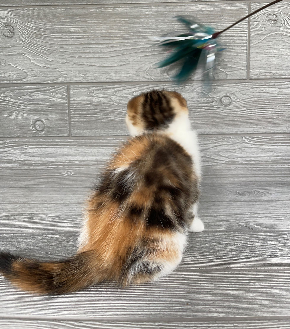 Thumbnail: Scottish Fold girl "Mango", Calico (f03627382)